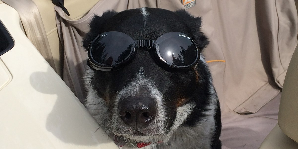 A dog with protective eye wear sits in the backseat of a convertible.