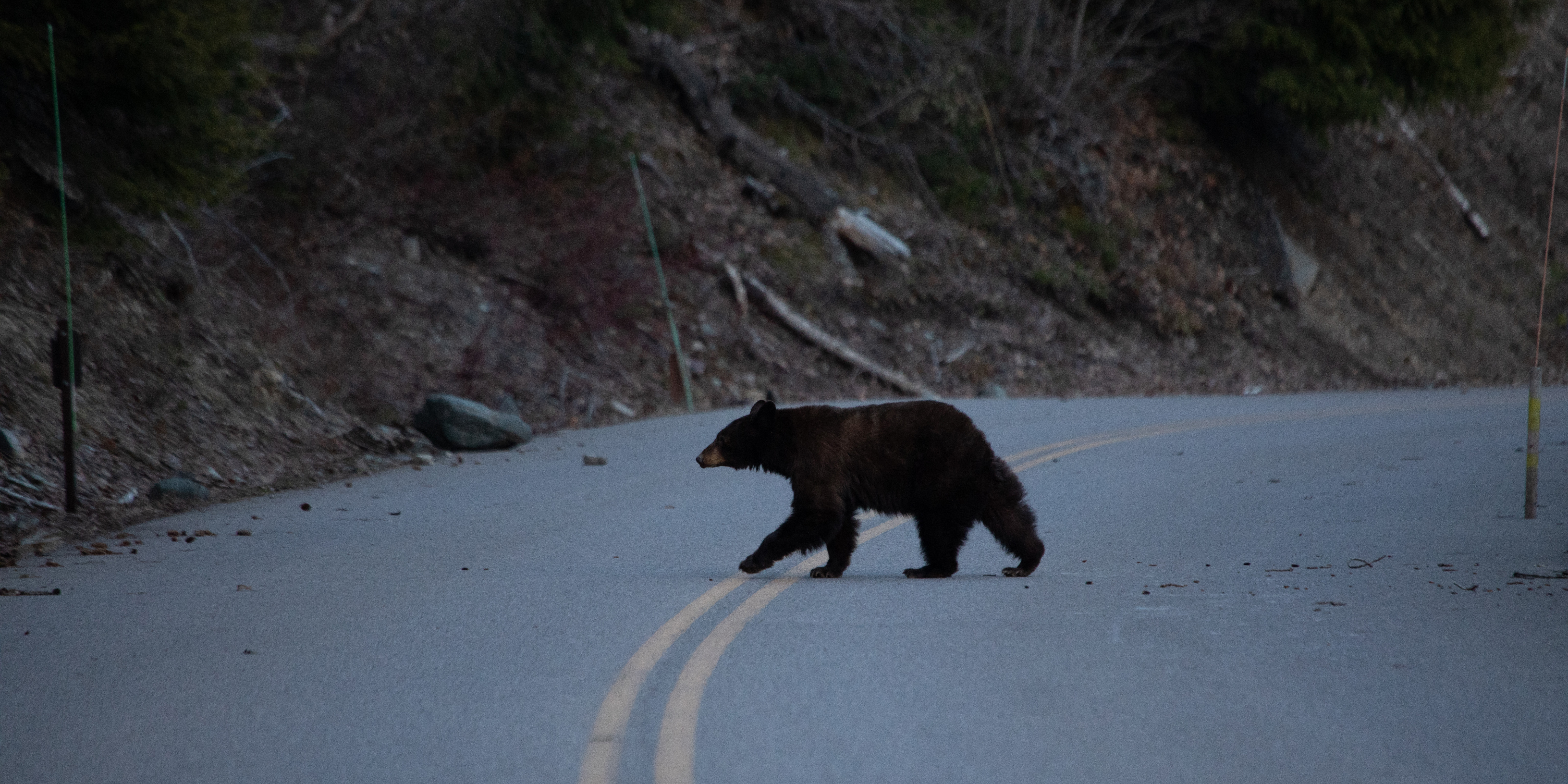 Black bear guide: how to identify, where to find them and what to do if you  encounter one - Discover Wildlife