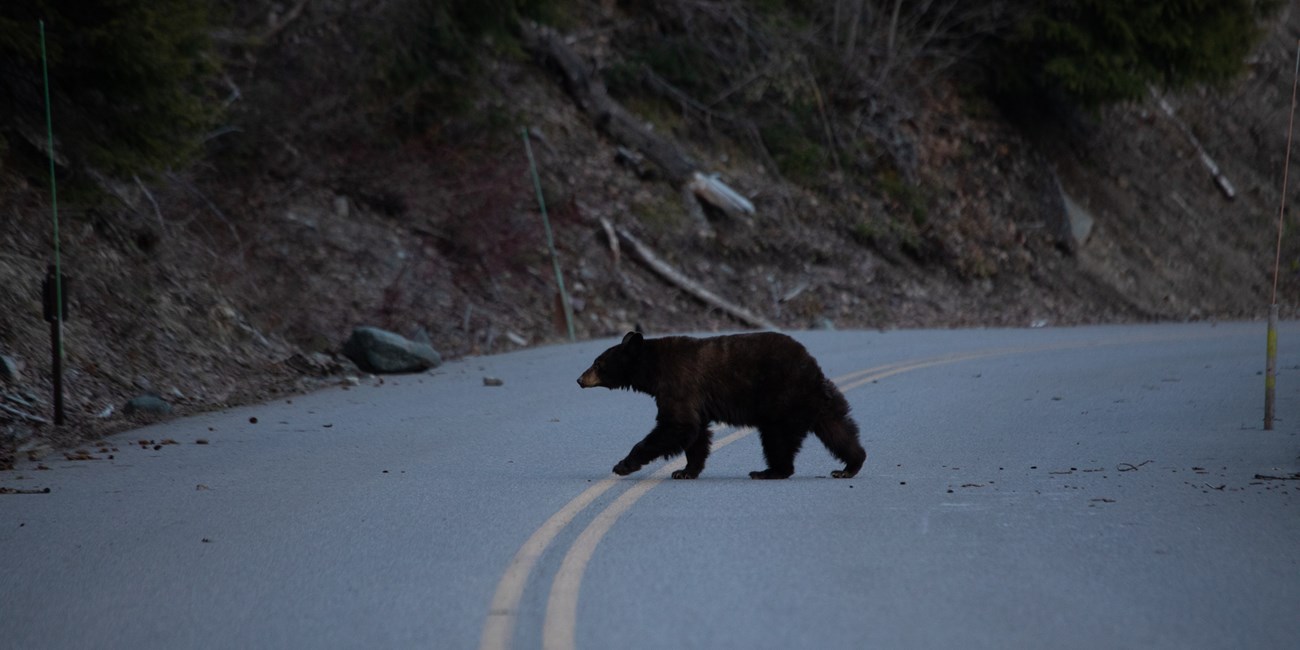 A bear walking across a road in dim light.