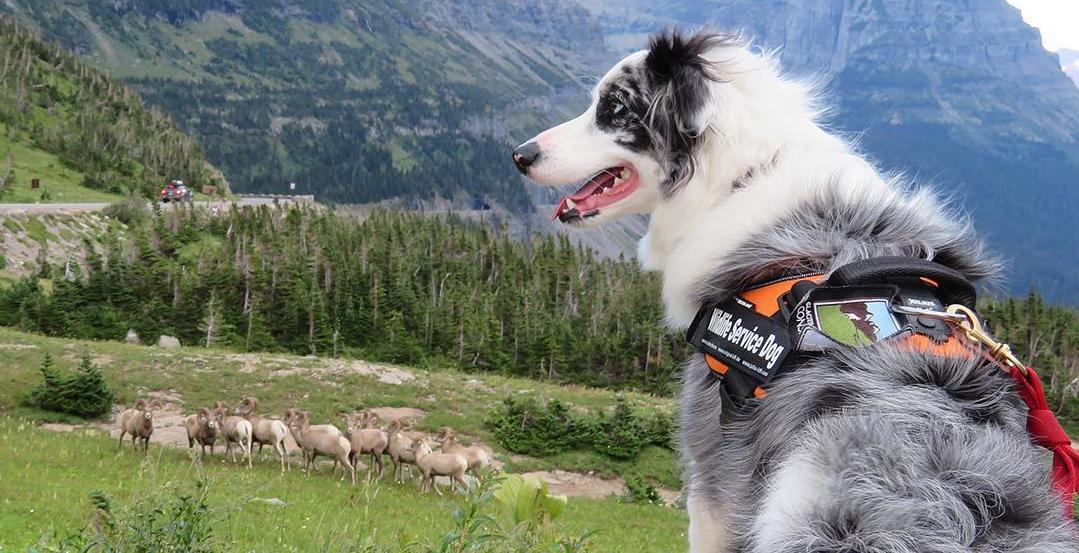 Profile of dog wearing service vest with sheep and mountains in background Profile of dog wearing service vest with sheep and mountains in background