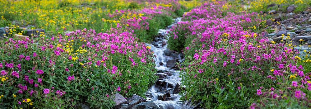 Monkey flowers line a small creek