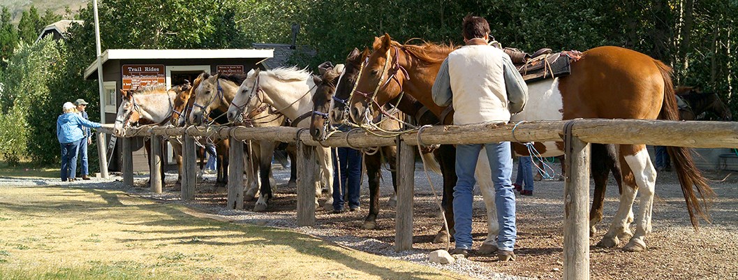 wrangler stands by line of horses tied to rail