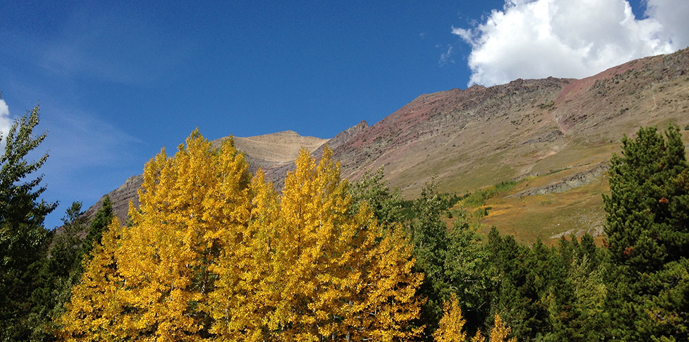 Aspen grove in yellow fall colors and evergreens in front of mountain Aspen grove in yellow fall colors and evergreens in front of mountain