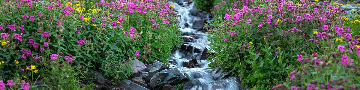 Monkey flowers along a sub-alpine stream