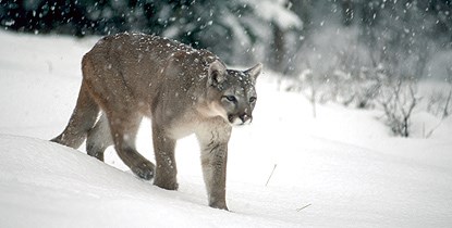 mountain lion walks through snow