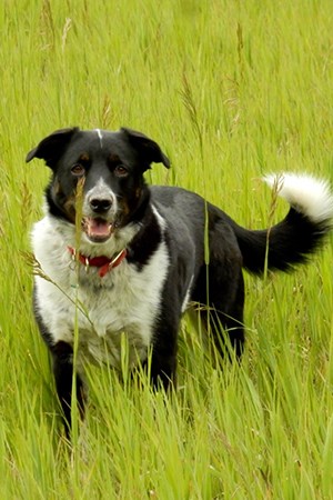 border collie stands in tall grass border collie stands in tall grass