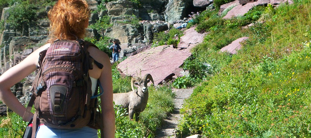 hikers on either side of sheep watch it crossing trail