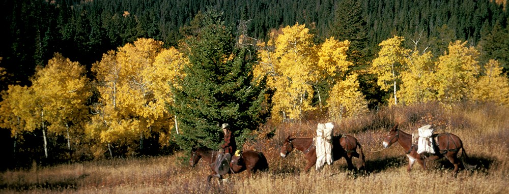 mounted rider leads pack string past yellow aspen grove
