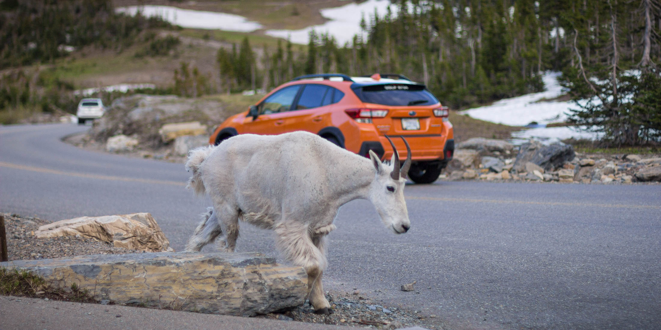 A mountain goat walking on a mountain highway with a car in the background.