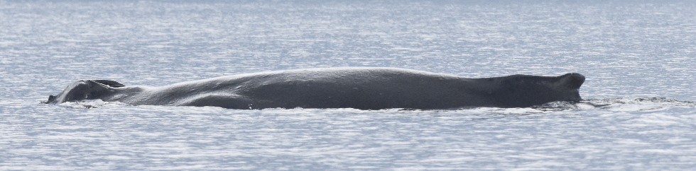 skinny whale, ID #1299