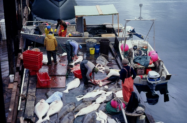 halibut being processed on a dock