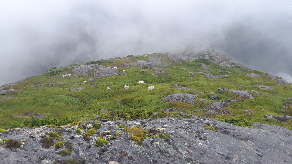 Mountain goats in the mist on Table Mountain. T. Lewis/NPS Photo. Mountain goats in the mist on Table Mountain.