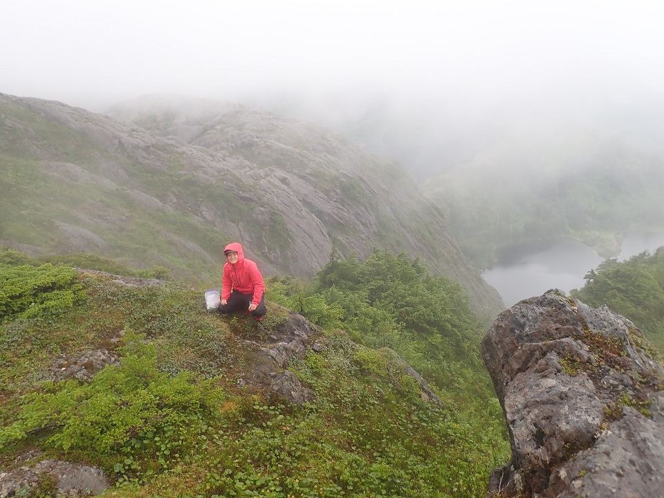 Kiana Young, NPS biological technician and Trent University graduate student, thrilled to locate and sample fresh mountain goat pellets on Table Mountain. T. Lewis/NPS Photo. biologist locating mountain goat fecal pellets