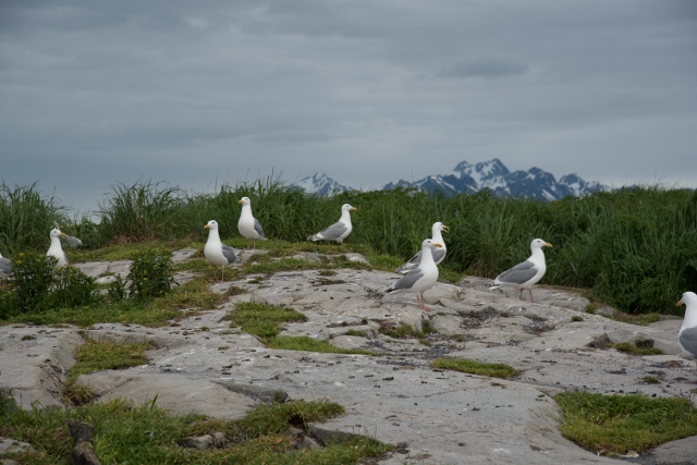 Glaucous wing gulls stand at nest sites