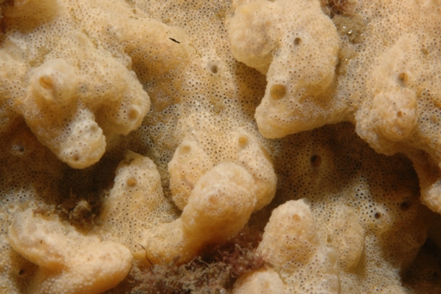 An invasive sponge, beige and lumpy