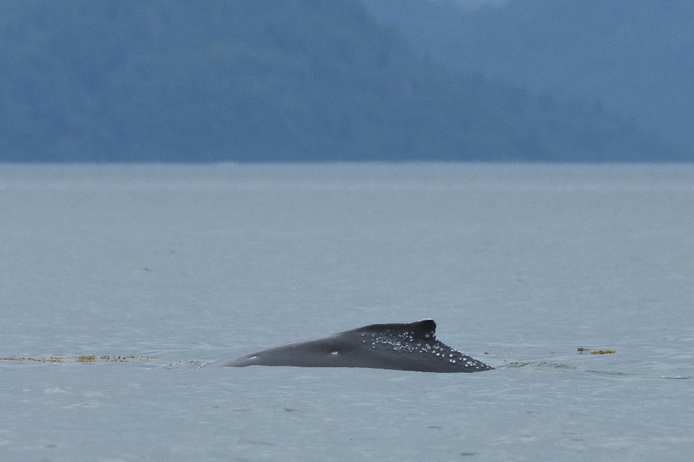 GBNP-CMG-20180606-1-018_980 humpback whale calf