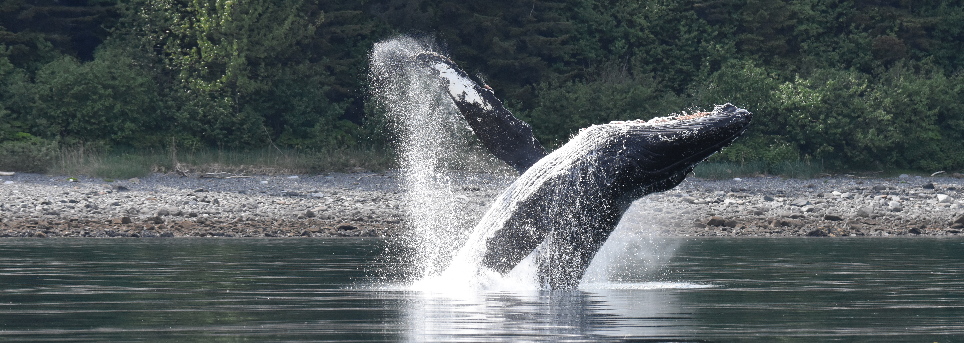 breaching humpback whale