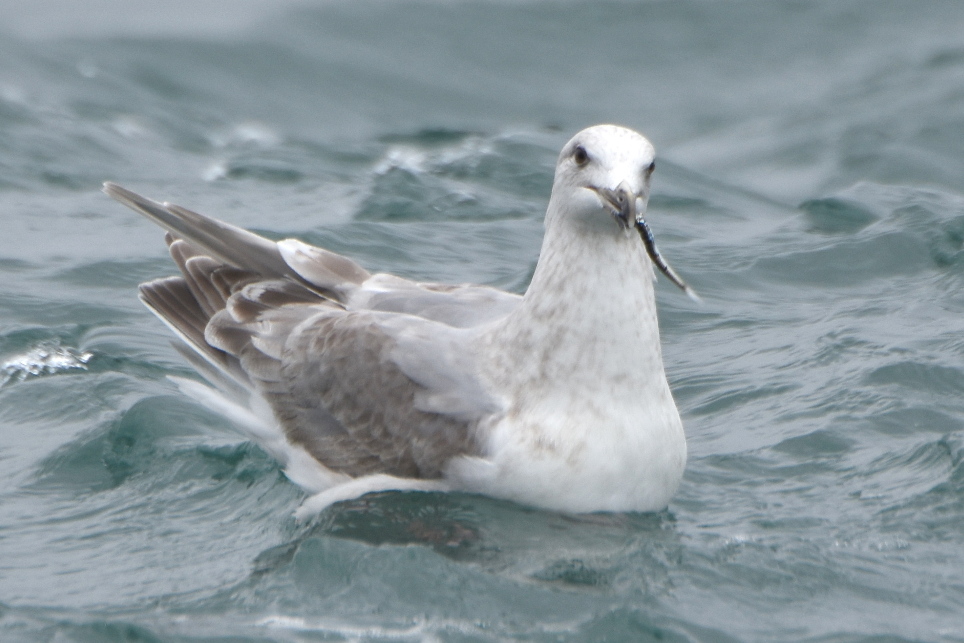 gull holding a fish