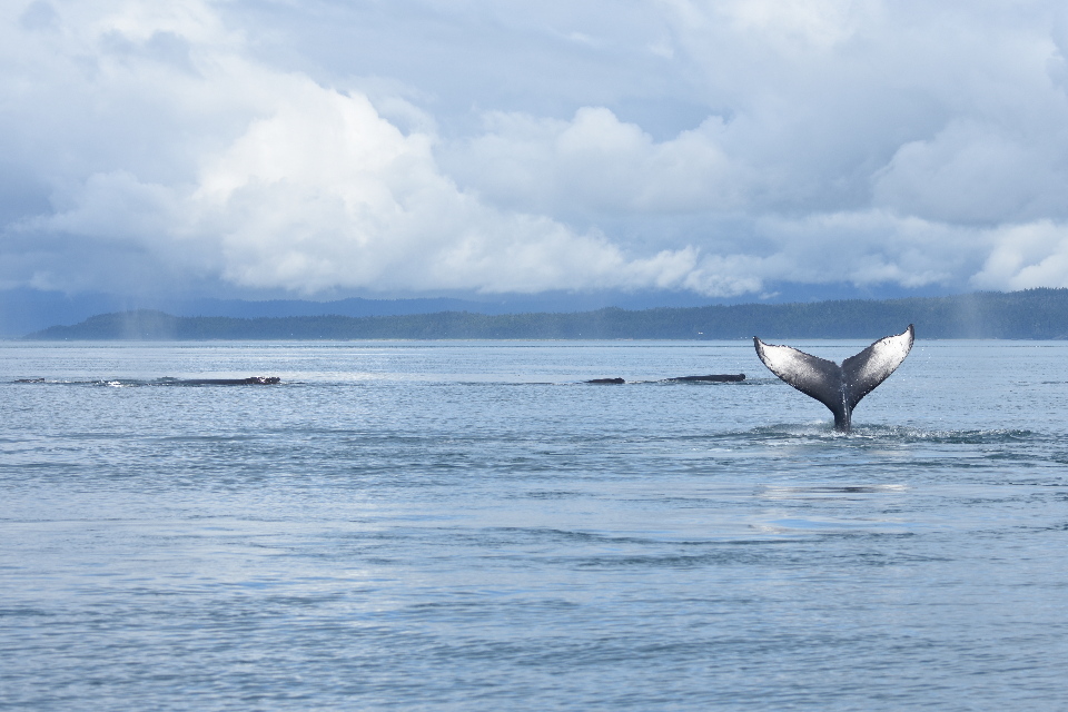 humpback whale tail