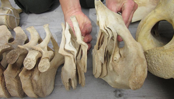 Piecing together the skeleton of a killer whale.
