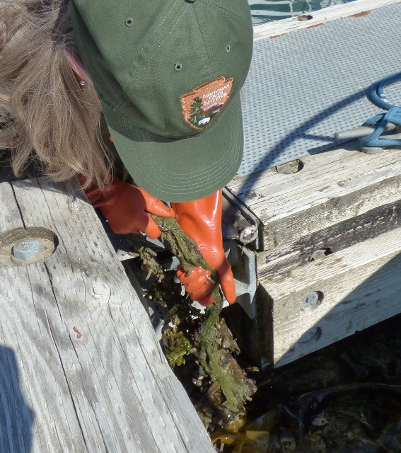 A ranger pulls a metal plate covered with sea life from the water