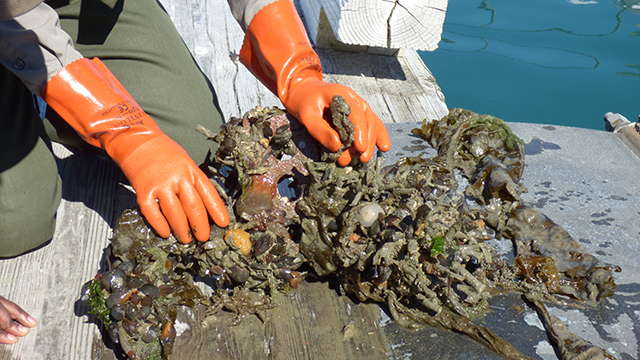 Gloved hands look at the seaweed and invertebrates growing on a metal plate