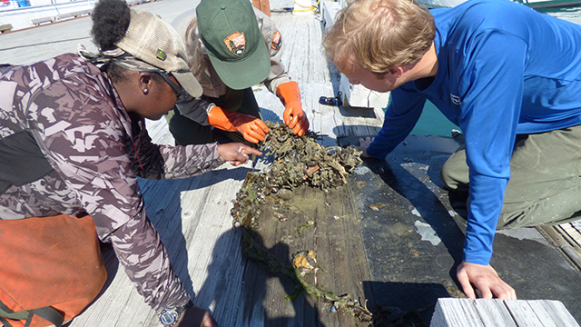 Several people look at the sea life growing on the plate