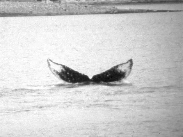 Whale 68 in Glacier Bay