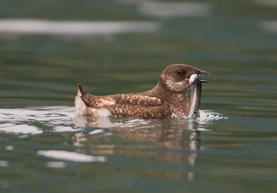 Marbled murrelet with fish