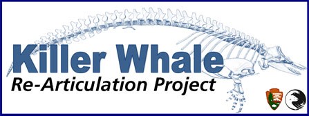Killer whale articulation project