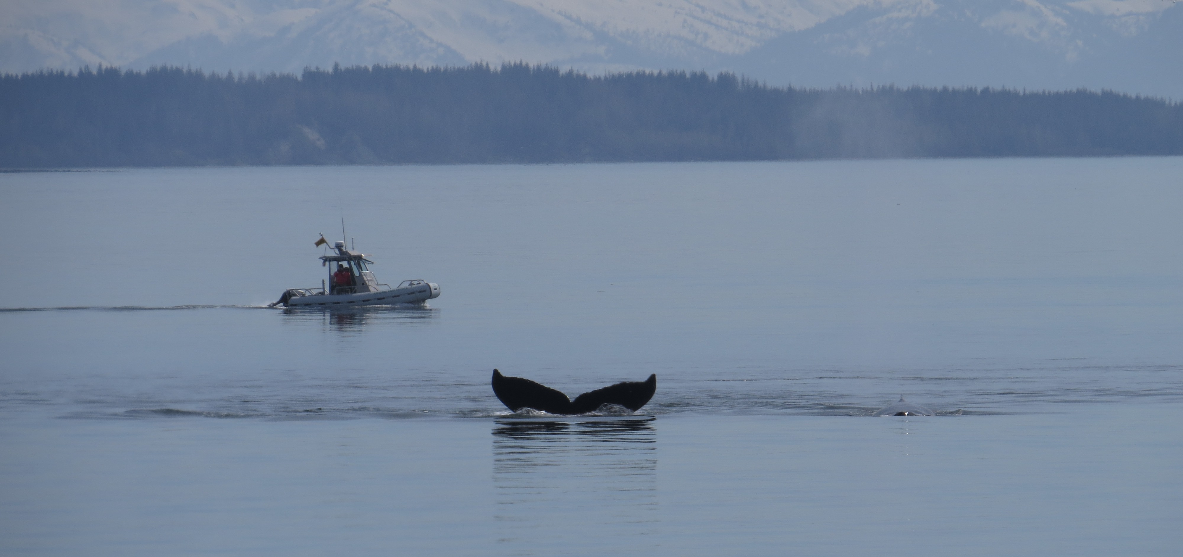 Research vessel and humpback whale