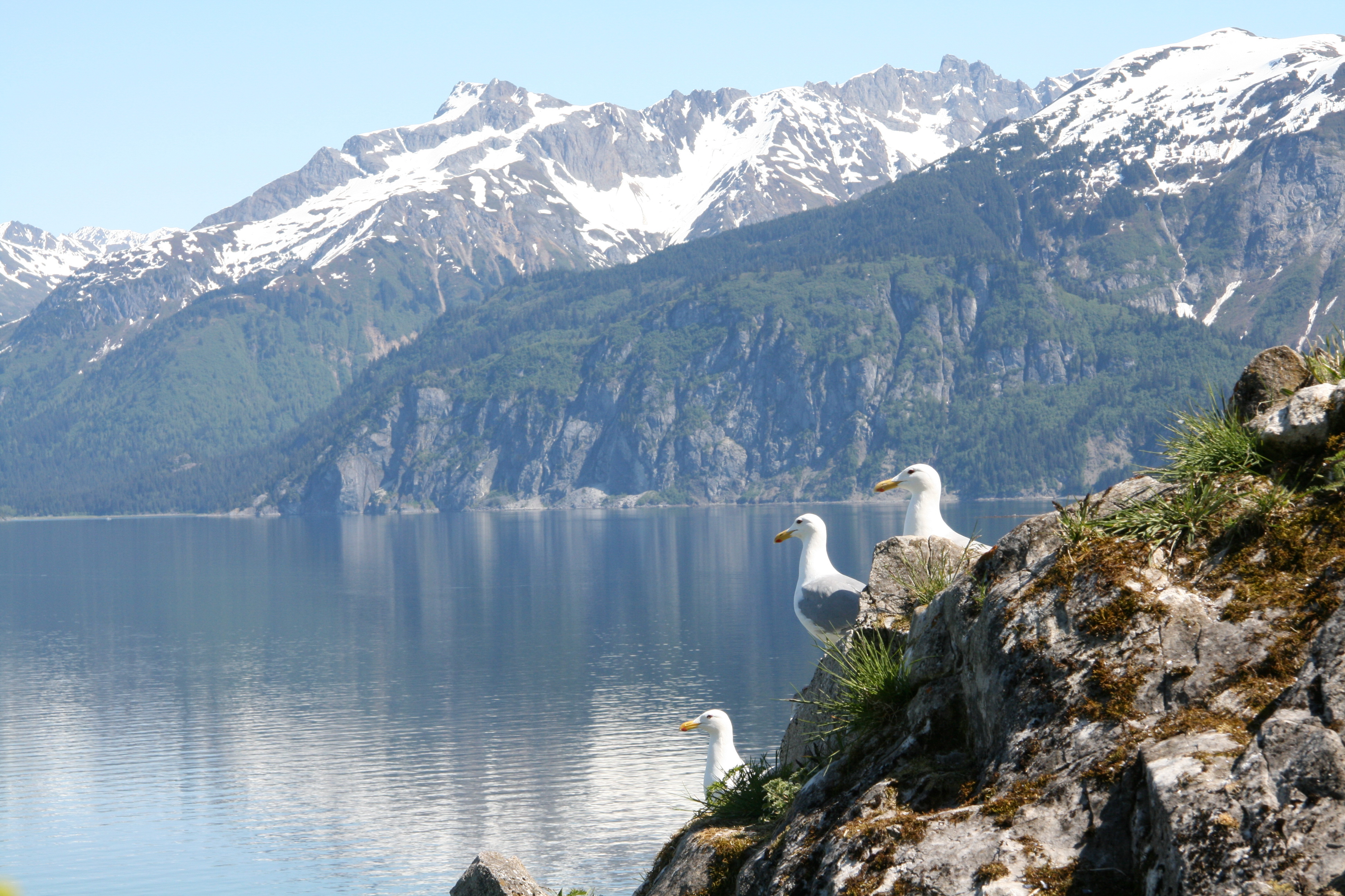 Gulls perched on a rocky island