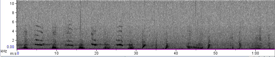 Spectrogram of humpback whale song November 2020