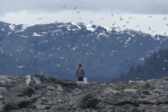 One person with gulls in the air around him