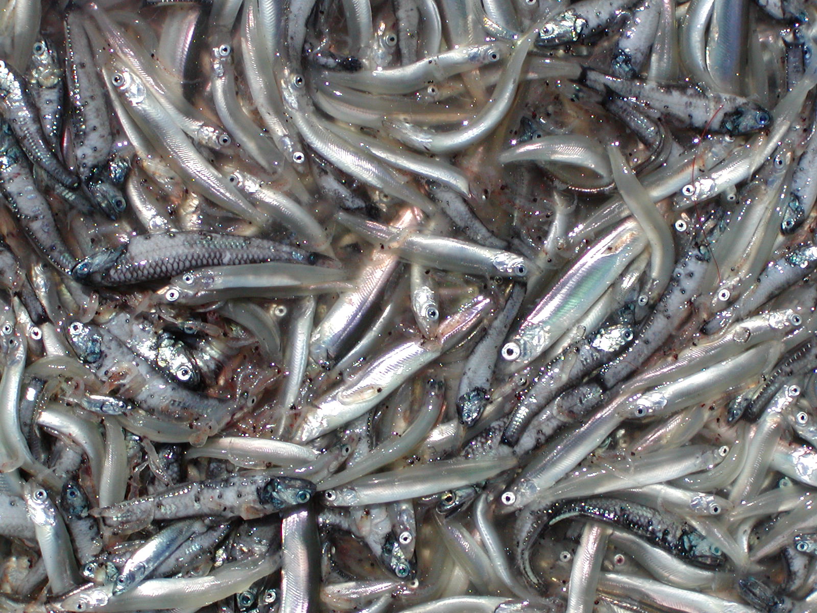 capelin_krill_northern lampfish