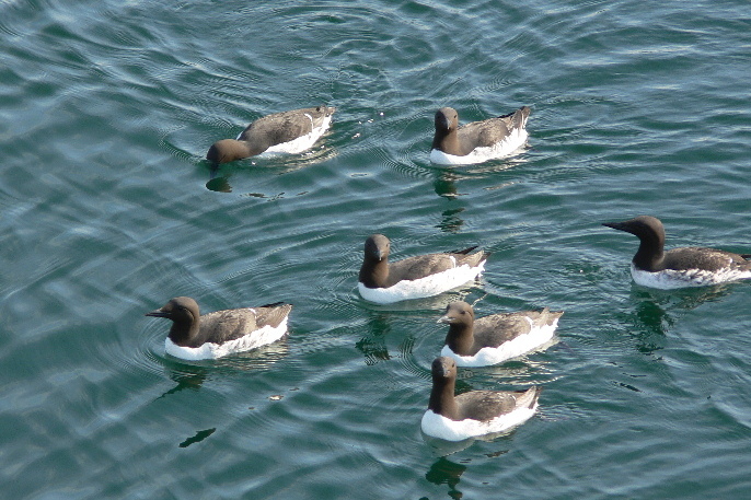 In summer 2015, an unusual abundance of common murres was sighted in Glacier Bay.