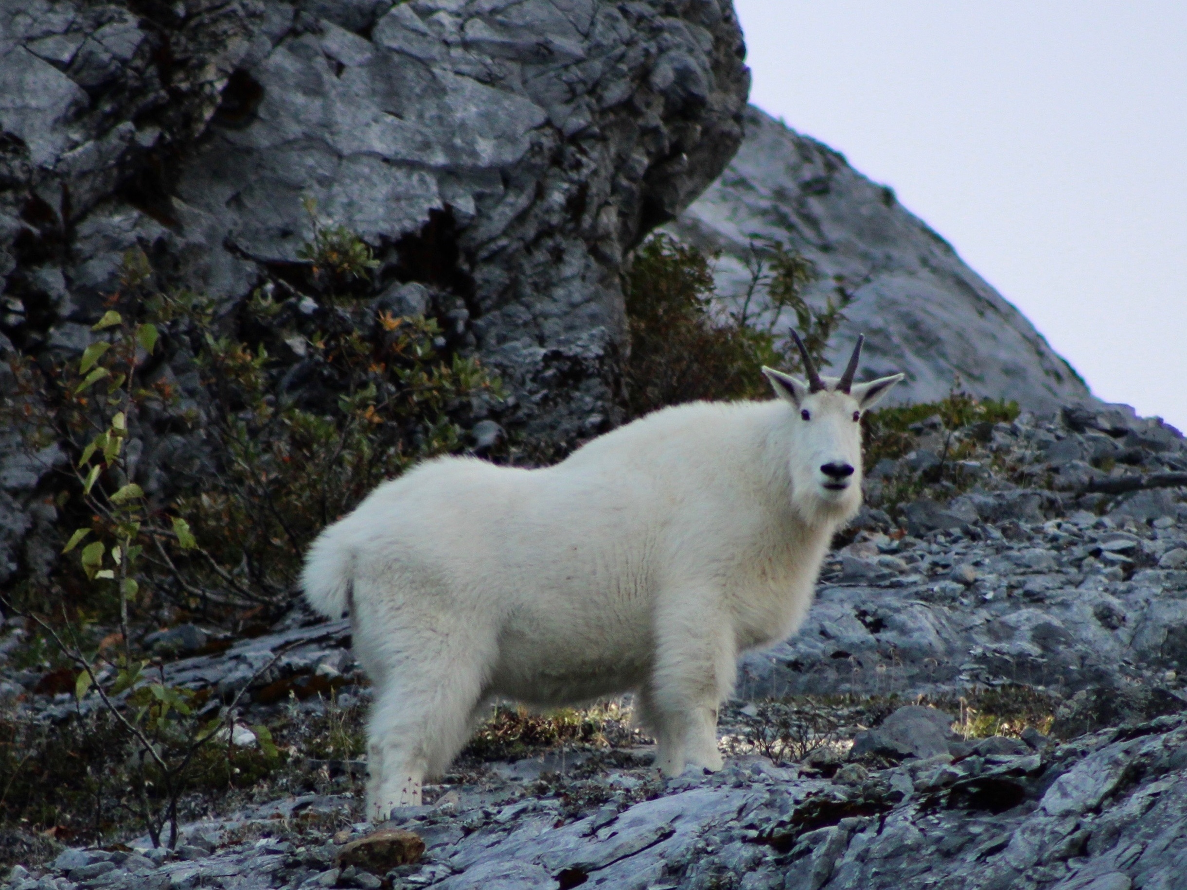 single mountain goat