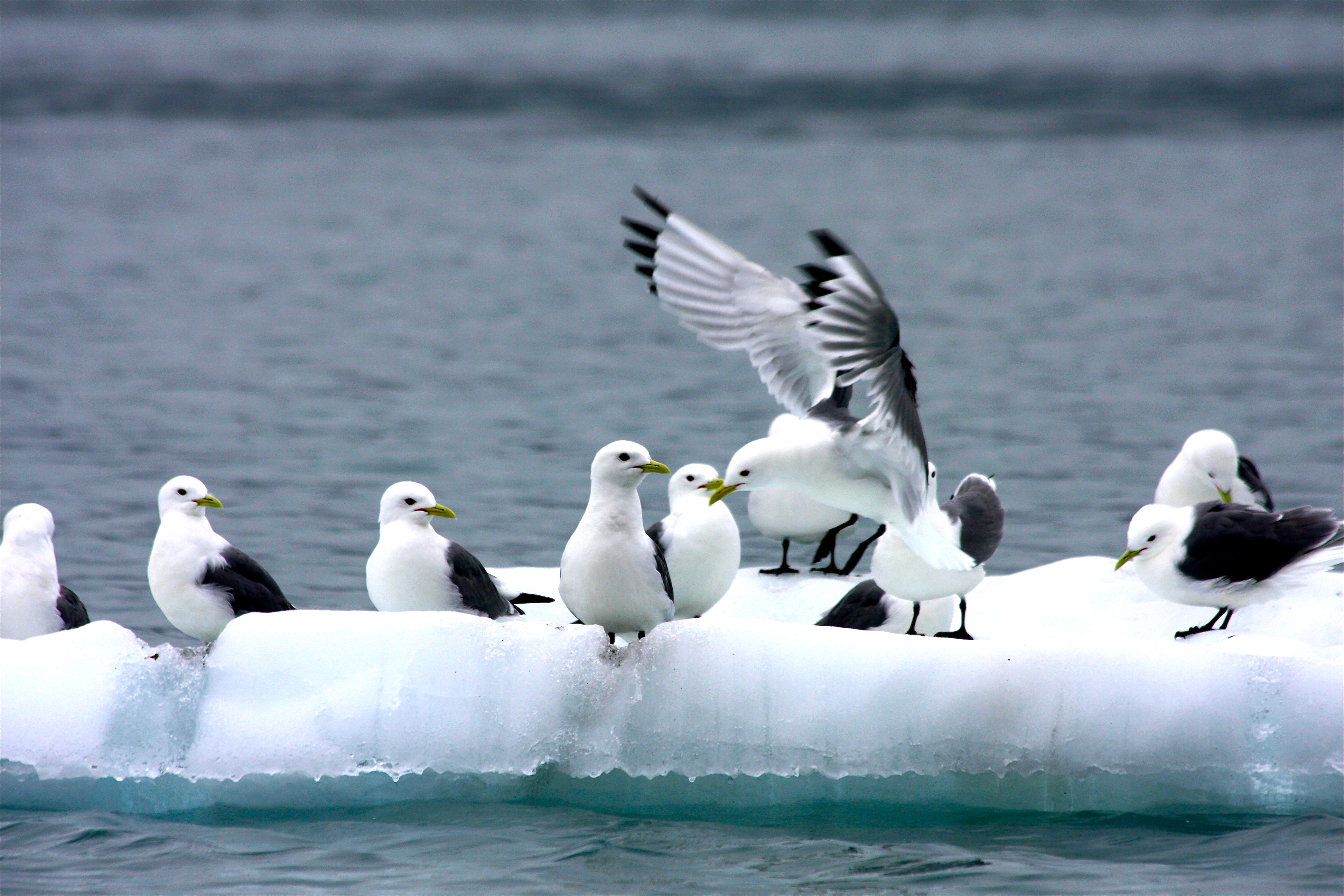 kittiwakes_on_ice