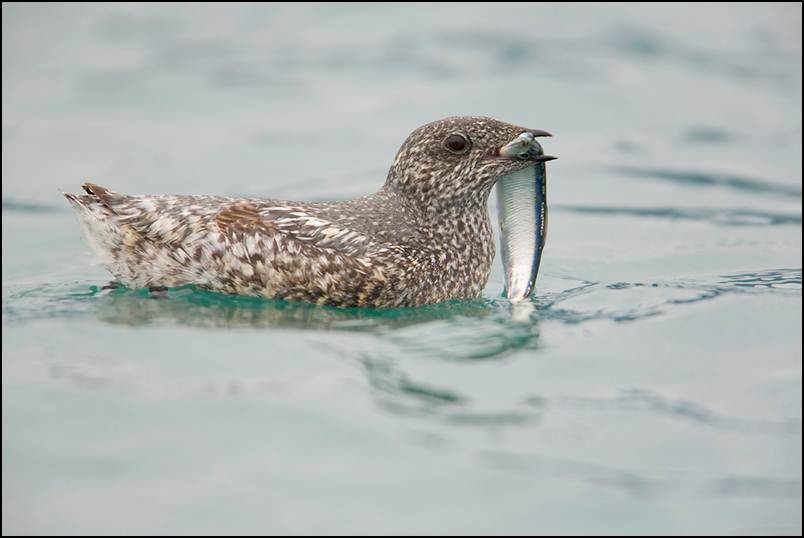 A Kittlitz murrelet with a fish