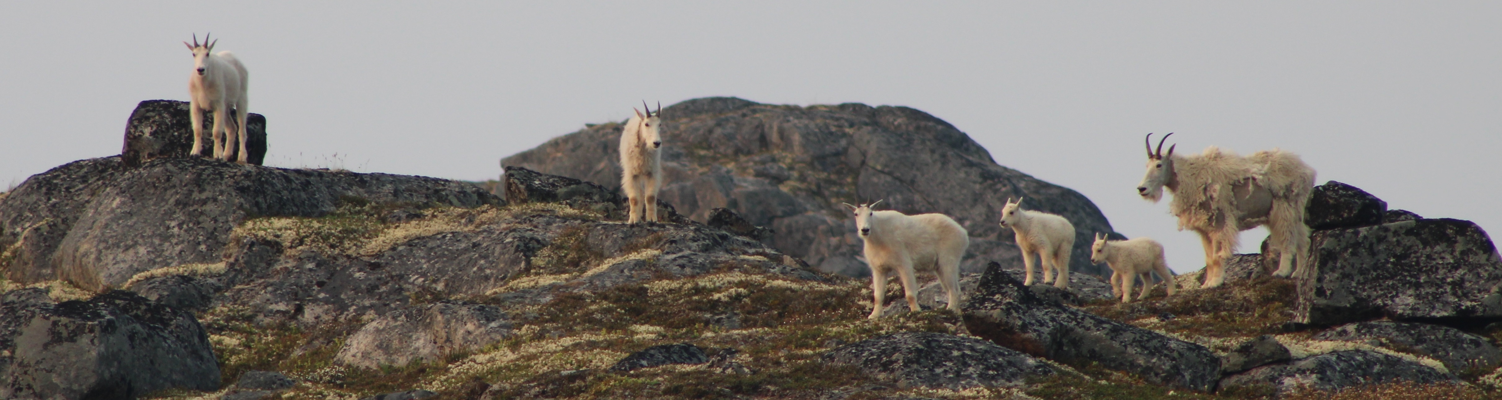 group of mountain goats, Klondike Goldrush National Historic Park