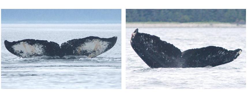 photo side by side two whale tails side by side