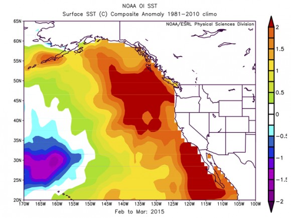 North Pacific warm blob graphic North Pacific warm blob graphic