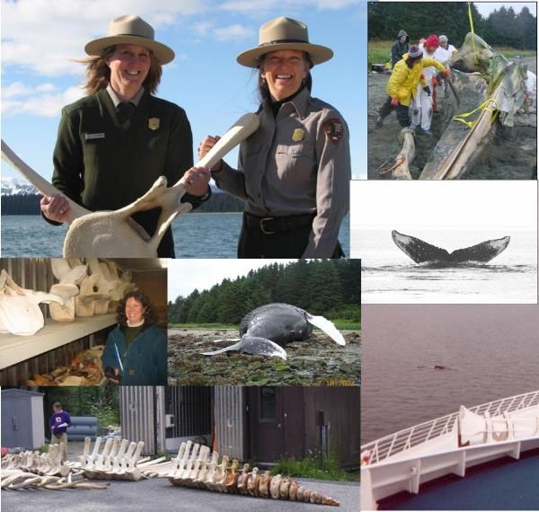 Follow our blog and learn about Whale 68 and the project to return her bones to Bartlett Cove as a magnificent display. Follow our blog and learn about Whale 68 and the project to return her bones to Bartlett Cove as a magnificent display.