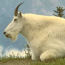 Mountain Goat