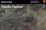Pacific halibut slide show