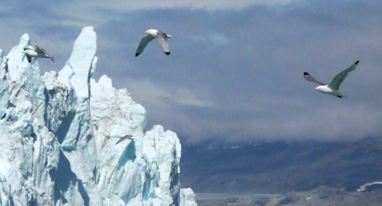 Kittiwakes and glacier face