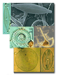phytoplankton