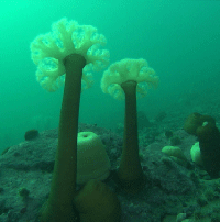 juvenile halibut habitat