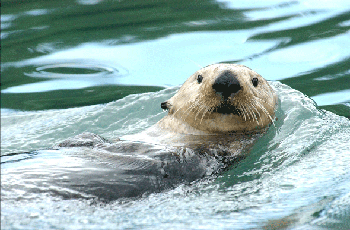 sea otter