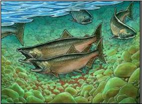 Pacific Salmon activity book